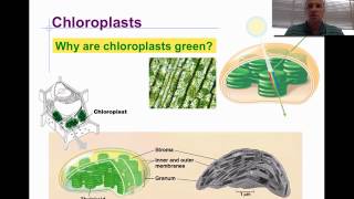 Mitochondria and Chloroplast [upl. by Elrak]