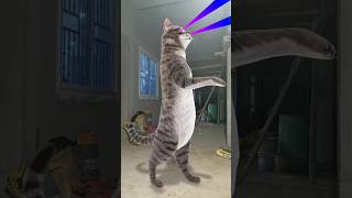 Billi bole meow meow cute cat shots videos song music [upl. by Bach]