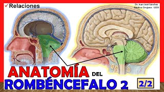 🥇 Anatomía del ROMBENCÉFALO 22 Relaciones ¡Explicación Sencilla [upl. by Nylaret]