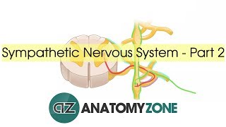 Sympathetic Nervous System Anatomy  Part 2 [upl. by Dorthea]