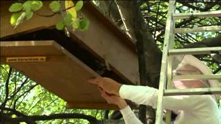 Urban Beekeeping In Berlin [upl. by Belia]