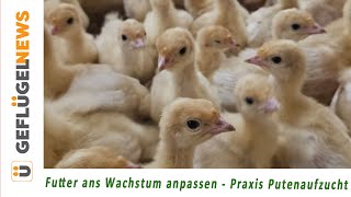 Futter ans Wachstum anpassen  Praxis Putenaufzucht [upl. by Pablo716]