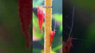 Dwarf Shrimp 🦐 Are Your Shrimp Healthy amp Active [upl. by Aihsotal105]