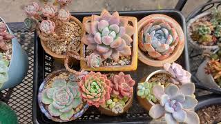 Succulent Care Tips and Options for Beginners succulents succulenttips succulentcare [upl. by Ramberg]