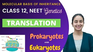 Translation  Class 12  Molecular Basis of Inheritance [upl. by Yesrej470]