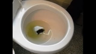 How to improve the power of your wc flush Not enough water to flush stuff away [upl. by Omarr]