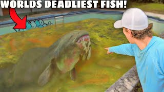 I Caught The Worlds DEADLIEST Fish in an Abandoned Pool [upl. by O'Donnell]