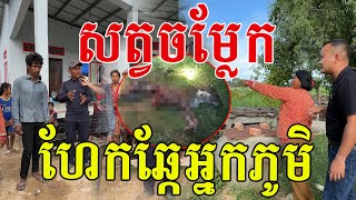 សាក្សីប្រទះឃើញសត្វខ្មៅ២ក្បាល នៅស្រែខាងក្រោយផ្ទះ [upl. by Agathy121]