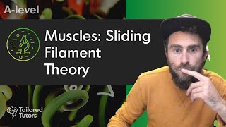 Muscles Sliding Filament Theory  A Level Biology Revision  AQA [upl. by Mcwilliams753]