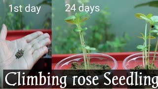 How to grow Climbing rose from Seed With Update  Winter Seedling [upl. by Tsan209]