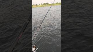 Fishing at Paragram Hojrotpur hajratpur paragramgorurhat fishing bangladesh [upl. by Adnwahsat]