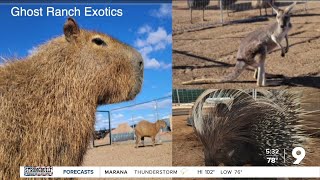 Ghost Ranch Exotics missing multiple animals after Monsoon activity [upl. by Armando]