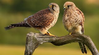 Clever Kestrel Mum Raises Chicks After Male Disappears  Jeff amp Jenny  Full Story  Robert E Fuller [upl. by Veleda]