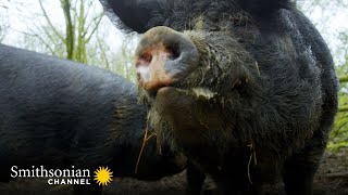 A Sow is on a Mission to Catch the Eye of a Handsome Suitor 🐷 Wild Tales from the Farm  Smithsonian [upl. by Lenehc853]