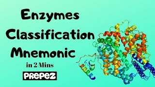 Enzymes Classification amp Examples Mnemonic in 2 mins [upl. by Anaujd291]