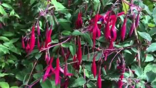 Fuchsia magellanica [upl. by Nabal102]