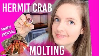 Is Your HERMIT CRAB Molting Dead How To Know  Loris Hartland [upl. by Horvitz236]