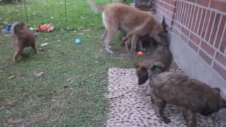 Belgian Shepherd  GroenendaelTervurenMalinoisLaekenois  Difference Explainedmp4 [upl. by Petronille825]