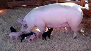 AWESOME MOTHER PIGS amp THEIR PIGLETS  A Must See [upl. by Pincus891]