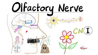 Neuroanatomy  Olfactory Nerve Olfaction amp Anosmia  Cranial Nerve I  Lecture 1 [upl. by Irolav566]