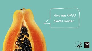 Agricultural Biotechnology How Are GMO Plants Made [upl. by Gibrian694]