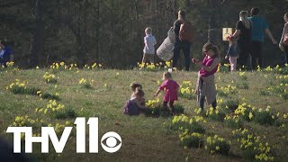 46th Annual Wye Daffodil Festival kicks off this weekend [upl. by Llehcnom]