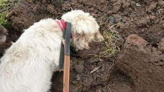 680 rats caught with Terriers on chicken farm [upl. by Eelek]