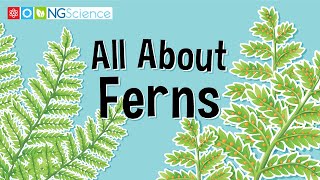 All About Ferns [upl. by Gasparo211]