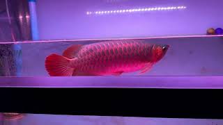 My red arowana after tanning for 2 weeks 8 hours a day [upl. by Calan]