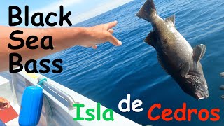 No Mames Black Sea Bass Fishing with Toro in Cedros Island [upl. by Nerdna]