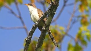 Yellowbilled Cuckoo [upl. by Sherwin]