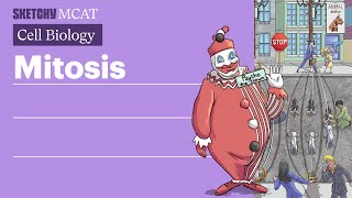 Mitosis Cell Division amp Stages Explained Full Lesson  Sketchy MCAT [upl. by Acinahs432]