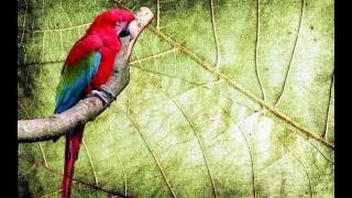 O Canto da Arara vermelha Ara chloropterus  Redandgreen Macaw [upl. by Noived338]