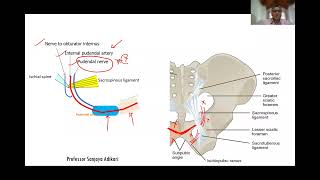 Gluteal region and Hip [upl. by Rebecca746]