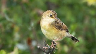 Goldenheaded Cisticola as seen in Australia [upl. by Hart]