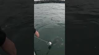 Crabbing in March in Newport Oregon while the herring is in Lots of red rock crabs crabbing [upl. by Surad]