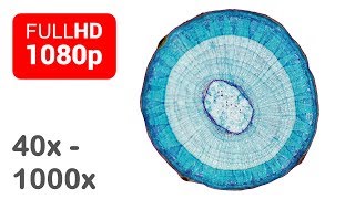 Under the microscope  Wood  Cross section  Full HD  1 [upl. by Otcefrep]