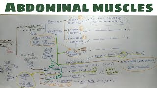 Abdominal Muscles  Part 3  Attachment  Abdominal Wall Anatomy TCML [upl. by Arahsal]