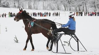 Rasantes Pferdetrapprennen im Schnee in Parsberg  Bayern [upl. by Legra]