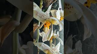 Stanhopea oculata 24 orchid [upl. by Nissensohn]