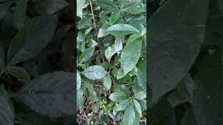 Strobilanthes scabra a species of Kuranji medicinal kuranji nilkuranji [upl. by Eelime]