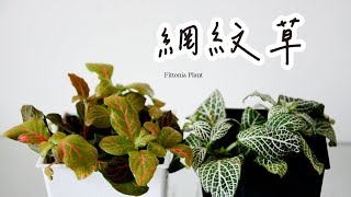 網紋草如何養護、扦插繁殖及悶養方法 Fittonia Plant care cutting propagation and greenhouse [upl. by Anissa]