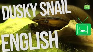 Dusky Snail  Neritina puligera Snail  Snail  GarnelenTv [upl. by Aeneg264]