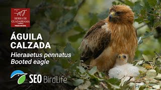 Ãguila calzada ðŸ”´DIRECTO PN Sierra de Guadarrama [upl. by Soane853]