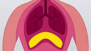 What is the Diaphragm [upl. by Namqul]