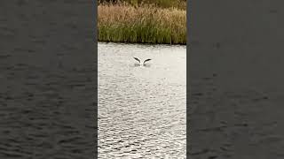 Black Headed Gull Attempts To Pounce On Minnows In Slow Mo birds avian nature [upl. by Robenia]