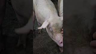 🐷🐖 pigging video pigsisbeautiful farming subscribe piglet pig shortvideo shorts short [upl. by Narhem]