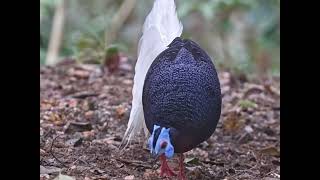 Beauty of Bornean native Bulwers Pheasant birdsnaturelovers nature [upl. by Harrad227]