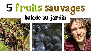 5 fruits sauvages au jardin en septembre [upl. by Oballa]