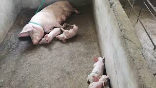 PIGGERY FARM 8 PIGLETS PLEASE LORD GUIDE ME HEALTHY PO LAHAT [upl. by Annawd]